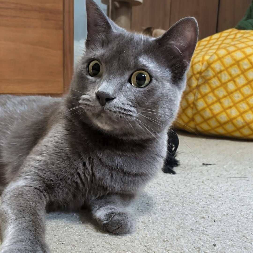 Ash- Kitty who has been in foster care the longest, a Adoptable Domestic Short Hair in West Jefferson, OH image 3/6