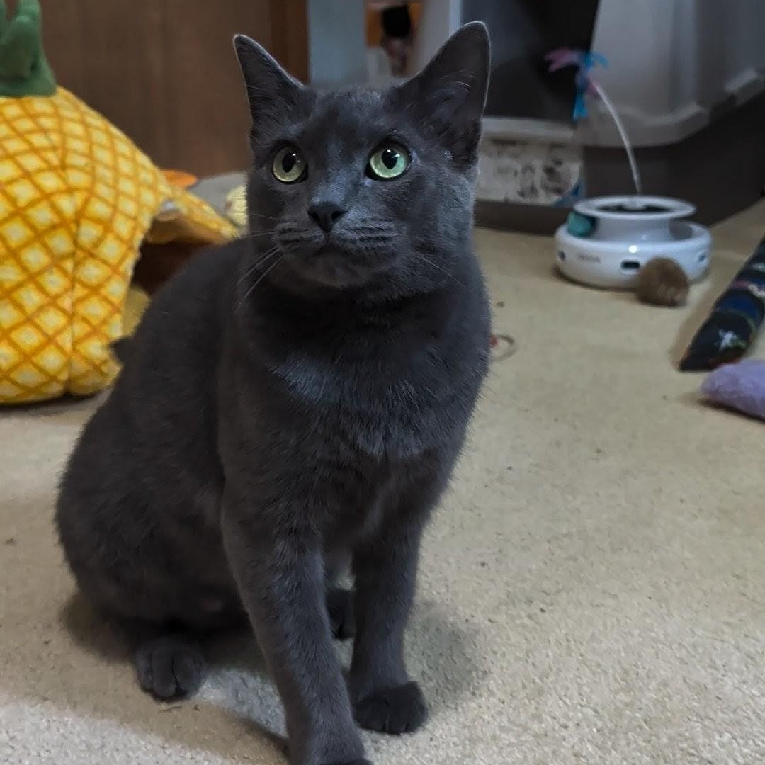 Ash- Kitty who has been in foster care the longest, a Adoptable Domestic Short Hair in West Jefferson, OH image 6/6