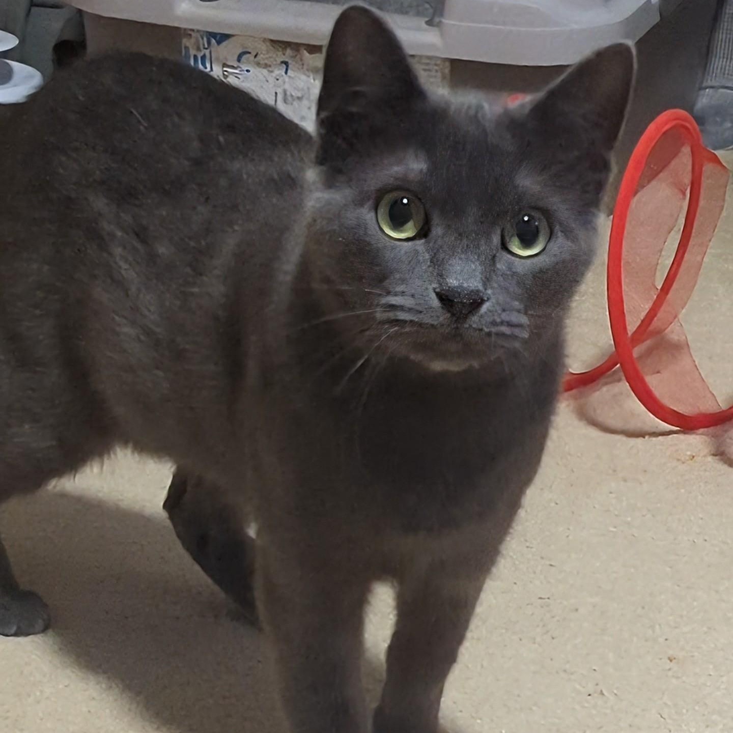 Ash- Kitty who has been in foster care the longest, a Adoptable Domestic Short Hair in West Jefferson, OH image 2/6