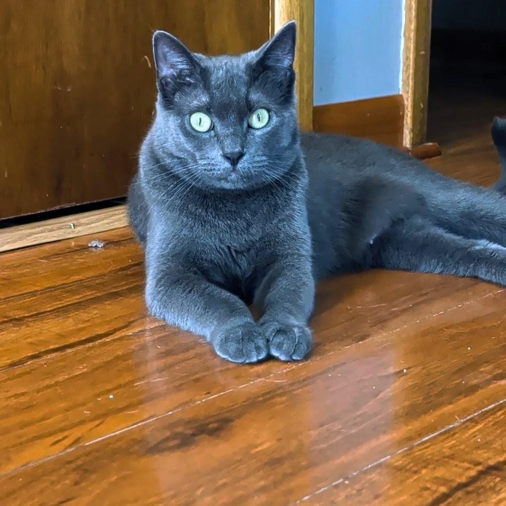 Ash- Kitty who has been in foster care the longest, a Adoptable Domestic Short Hair in West Jefferson, OH image 5/6