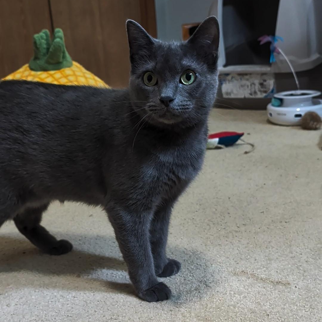 Ash- Kitty who has been in foster care the longest, a Adoptable Domestic Short Hair in West Jefferson, OH image 4/6