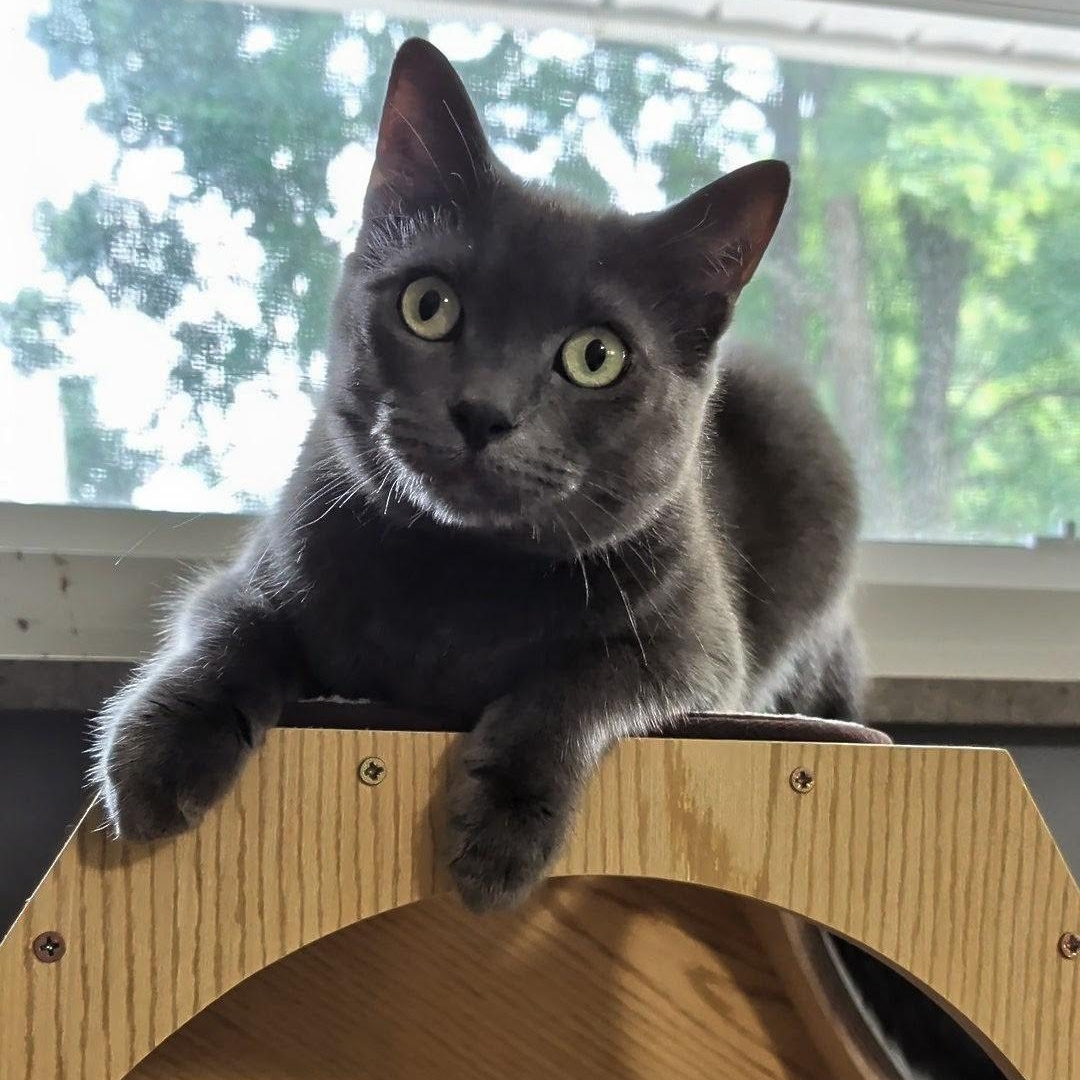 Ash- Kitty who has been in foster care the longest, a Adoptable Domestic Short Hair in West Jefferson, OH image 4/6