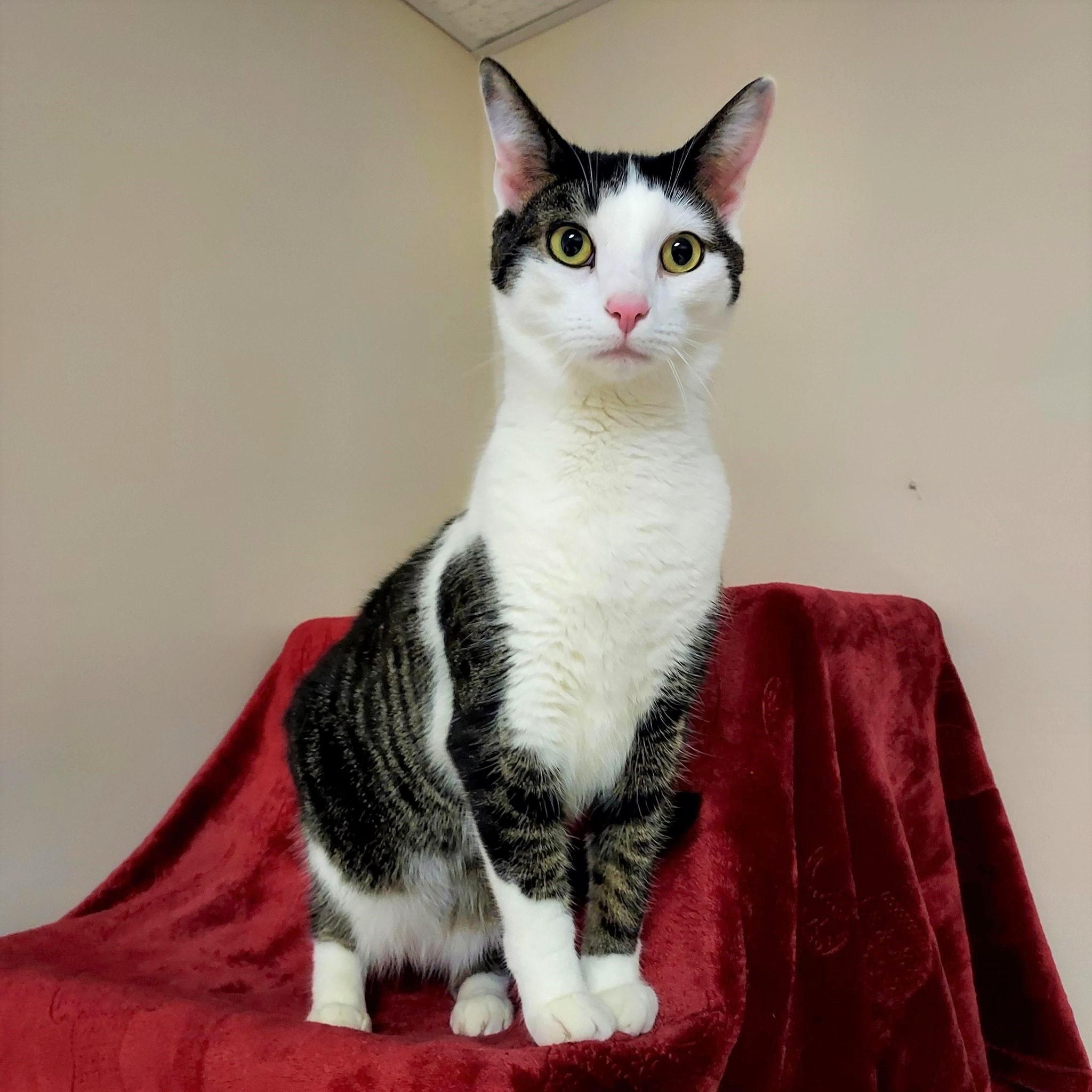 Jughead, a Adoptable Domestic Short Hair in Falls Creek, PA image 1/2