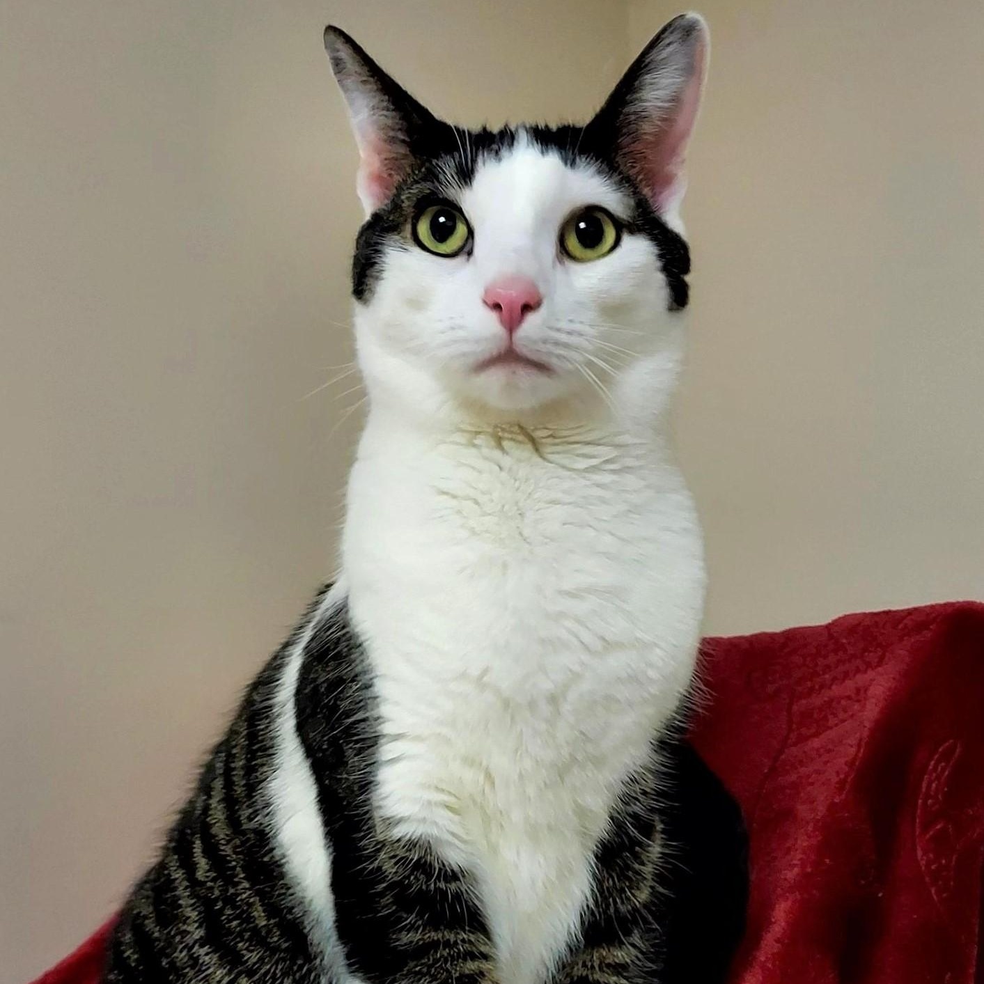 Jughead, Adoptable, Adult Male Domestic Short Hair.