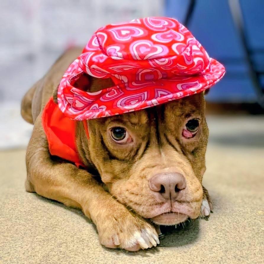 Jamie, Adoptable, Adult Female Mixed Breed.