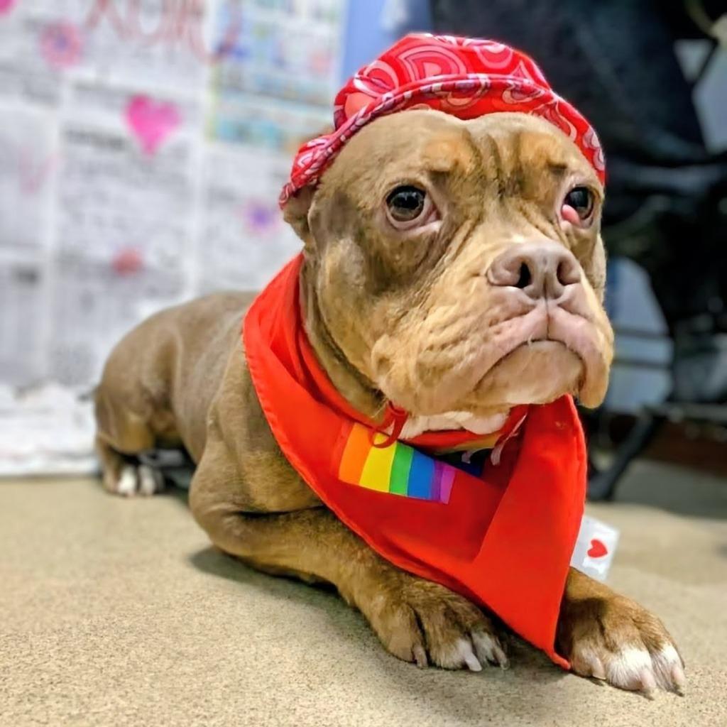 Jamie, a Adoptable Mixed Breed in New Manchester, WV image 3/3