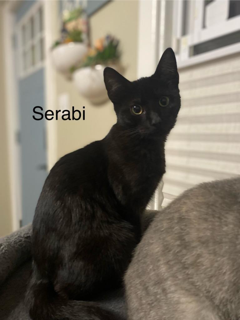 Enlarge Serabi, a Adopted mixed breed in Sprakers, NY image 1/1