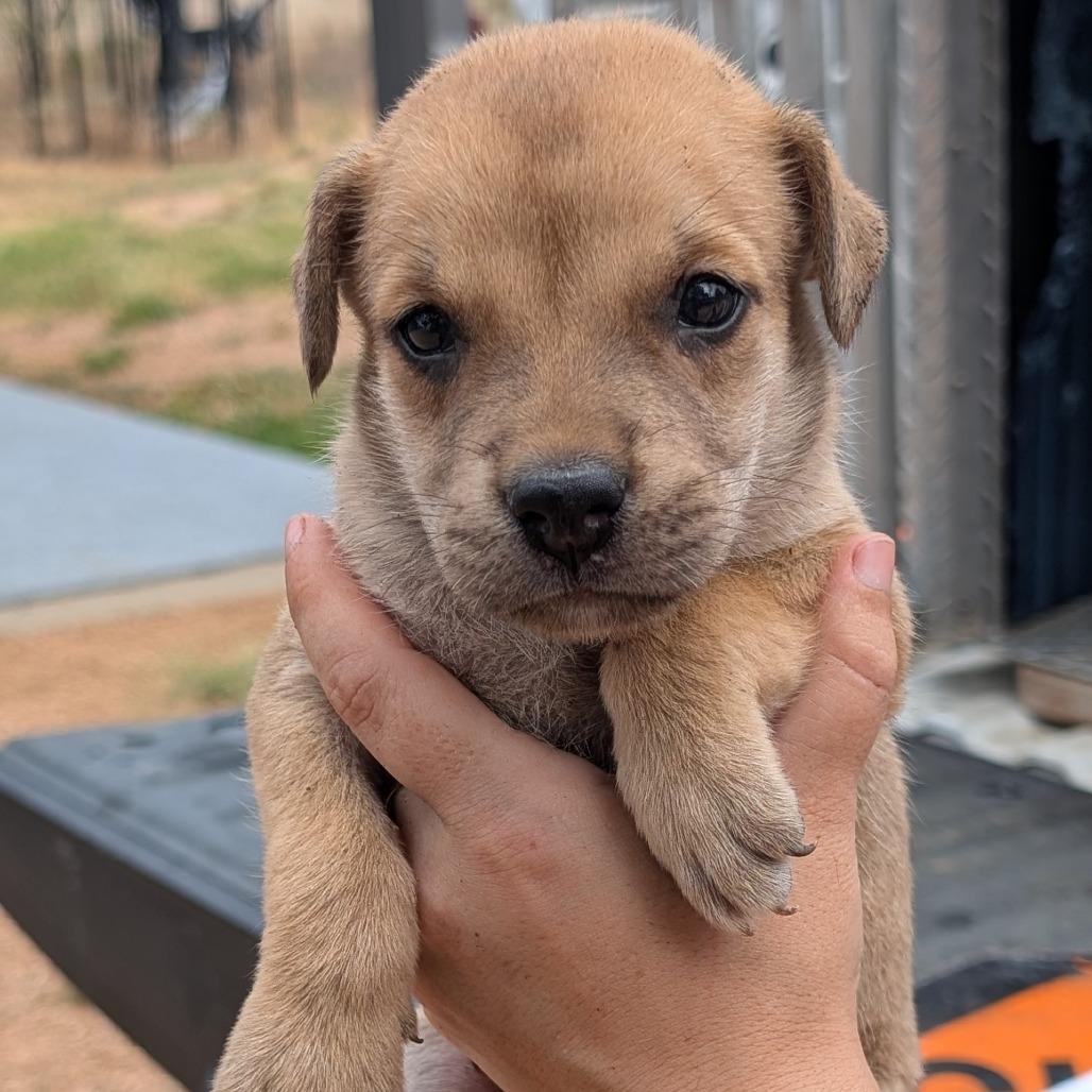 Enlarge Bug, a Adoptable mixed breed in Fredericksburg, TX image 1/4