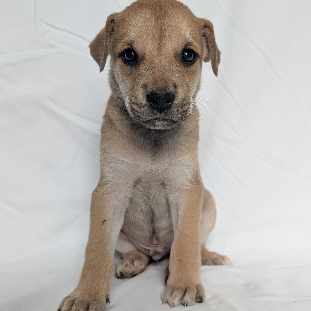 Enlarge Bug, a Adoptable mixed breed in Fredericksburg, TX image 2/4