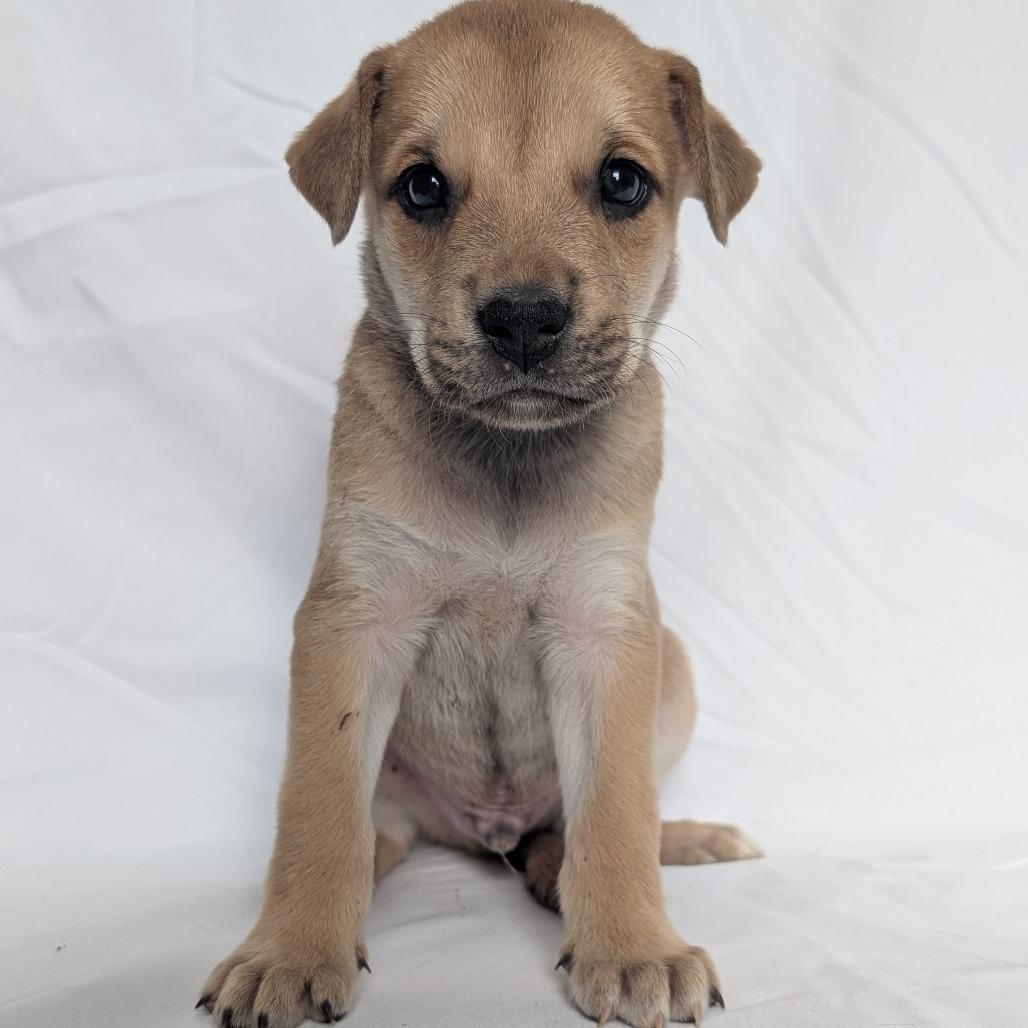 Enlarge Bug, a Adoptable mixed breed in Fredericksburg, TX image 3/4