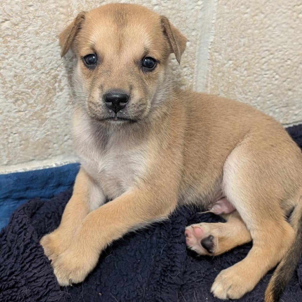 Enlarge Bug, a Adoptable mixed breed in Fredericksburg, TX image 4/4