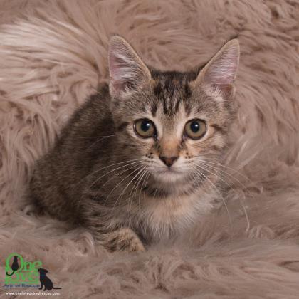 Enlarge Marie, a Adoptable Domestic Short Hair in Savannah, GA image 1/4