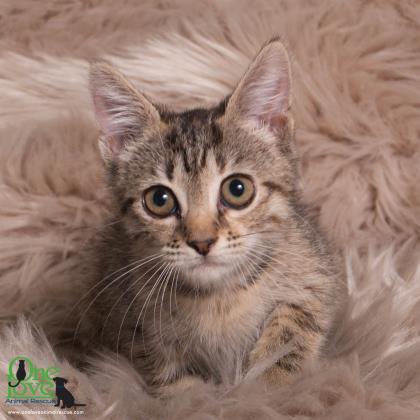 Enlarge Marie, a Adoptable Domestic Short Hair in Savannah, GA image 3/4