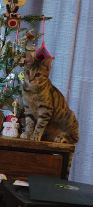 Marie, Adoptable, Kitten Female Domestic Short Hair & Domestic Short Hair.