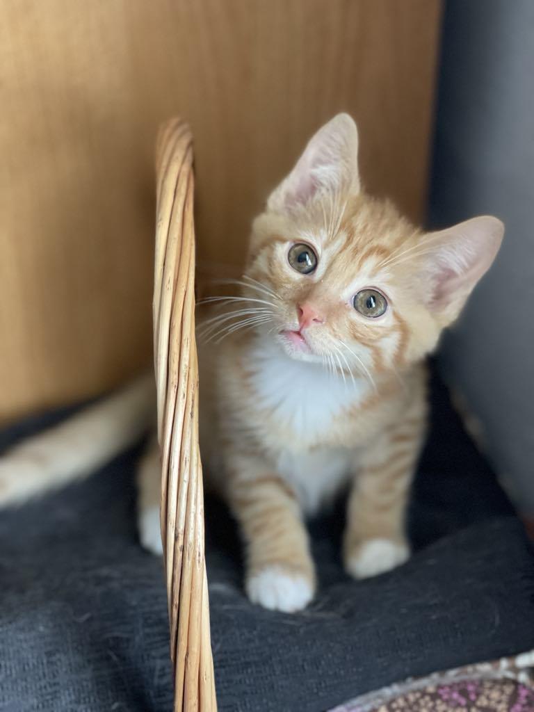 Tony, Adopted, Kitten Male Domestic Short Hair.