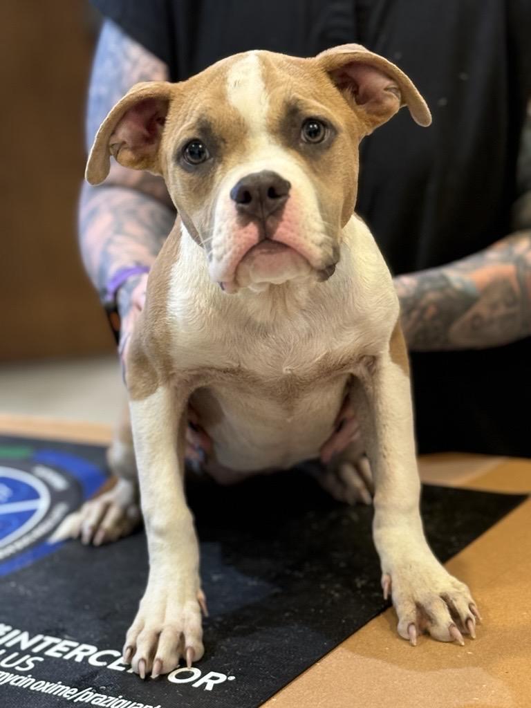 Clementine , adopted, Young Female Bulldog.