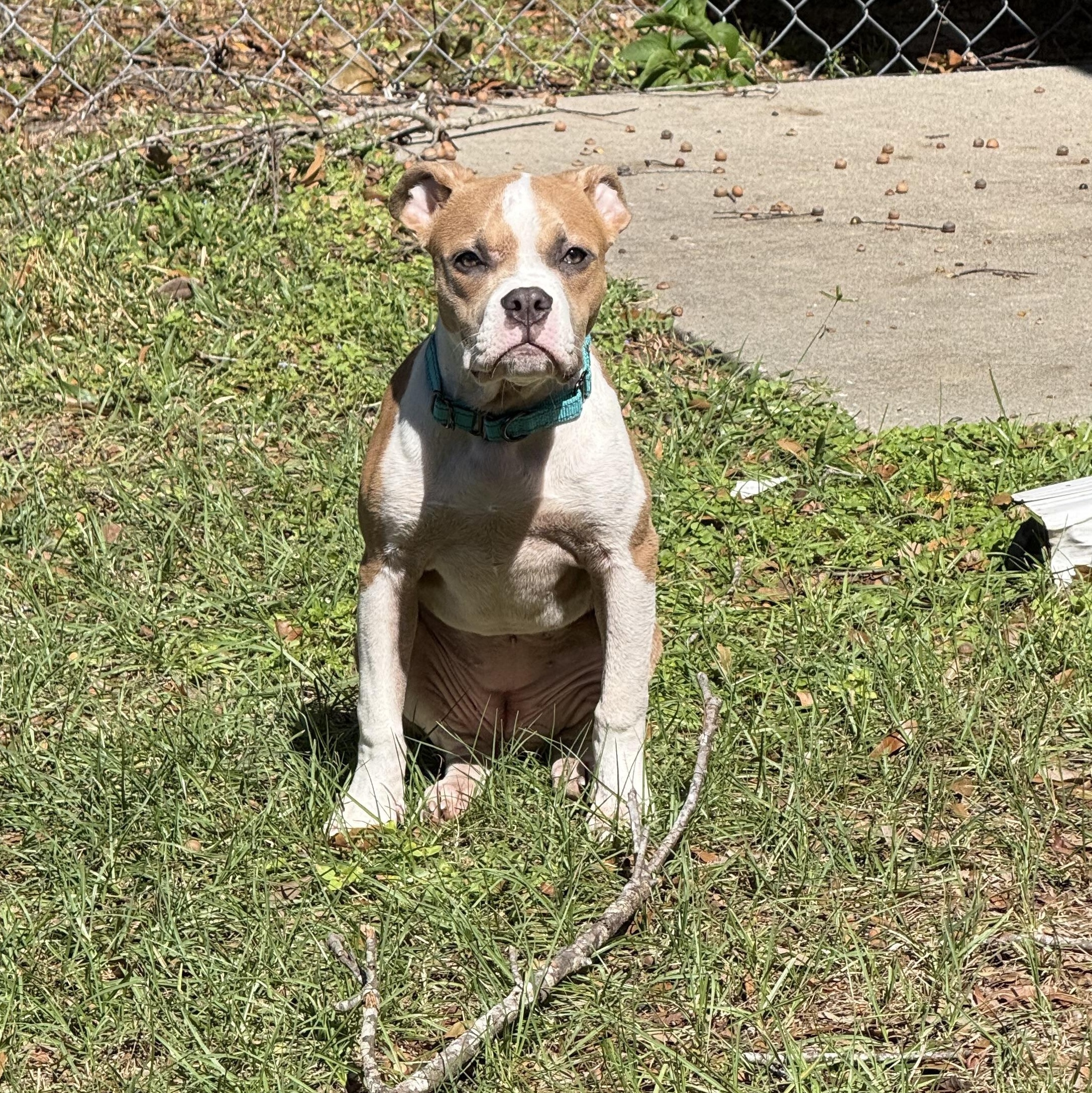 Enlarge Clementine , an adopted mixed breed in Wildwood, FL image 2/6