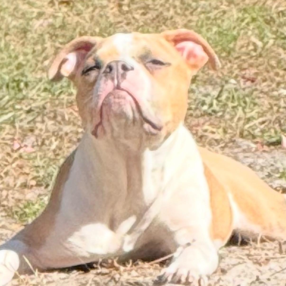 Enlarge Clementine , an adopted mixed breed in Wildwood, FL image 3/6