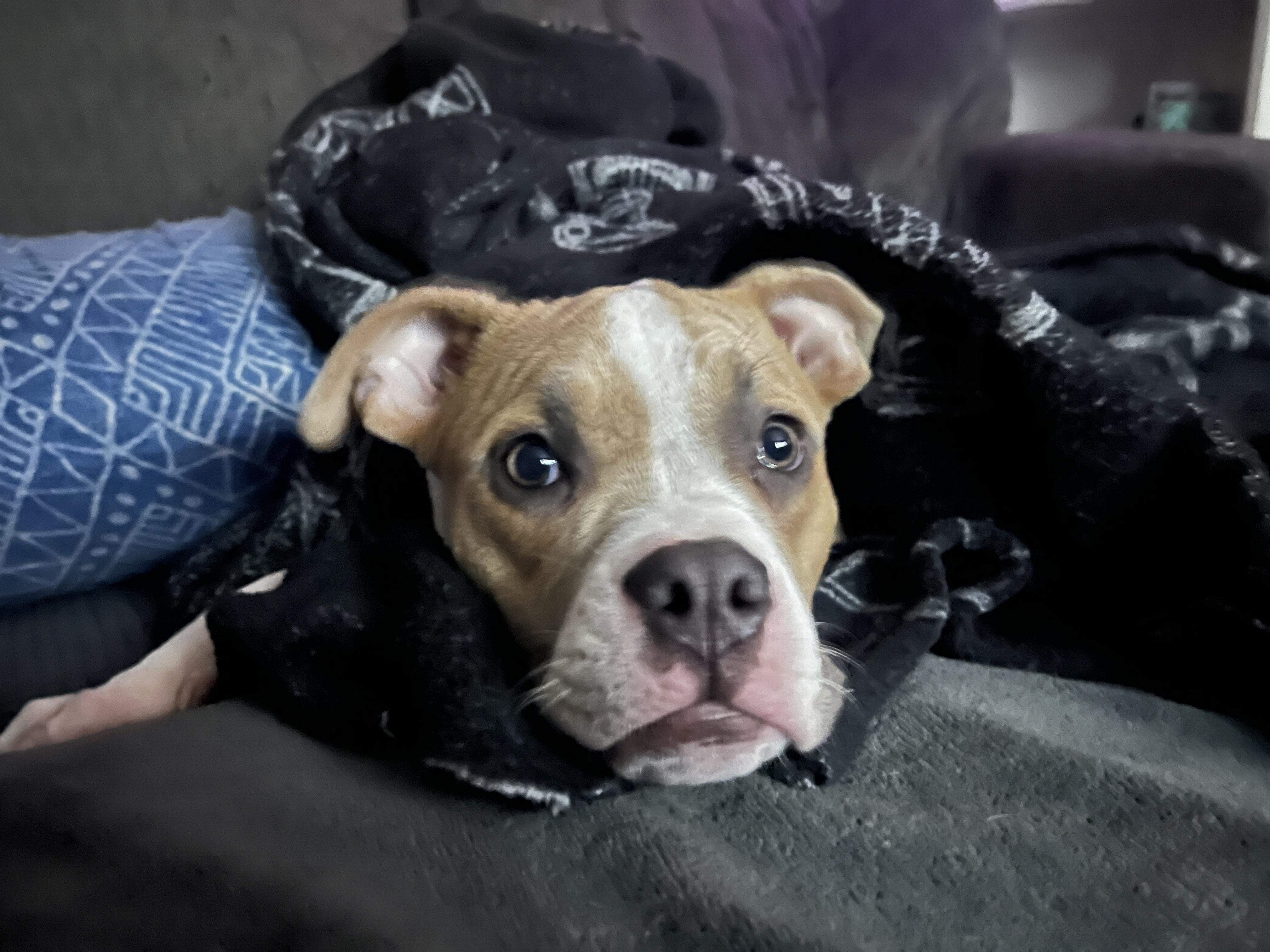 Enlarge Clementine , an adopted mixed breed in Wildwood, FL image 4/6