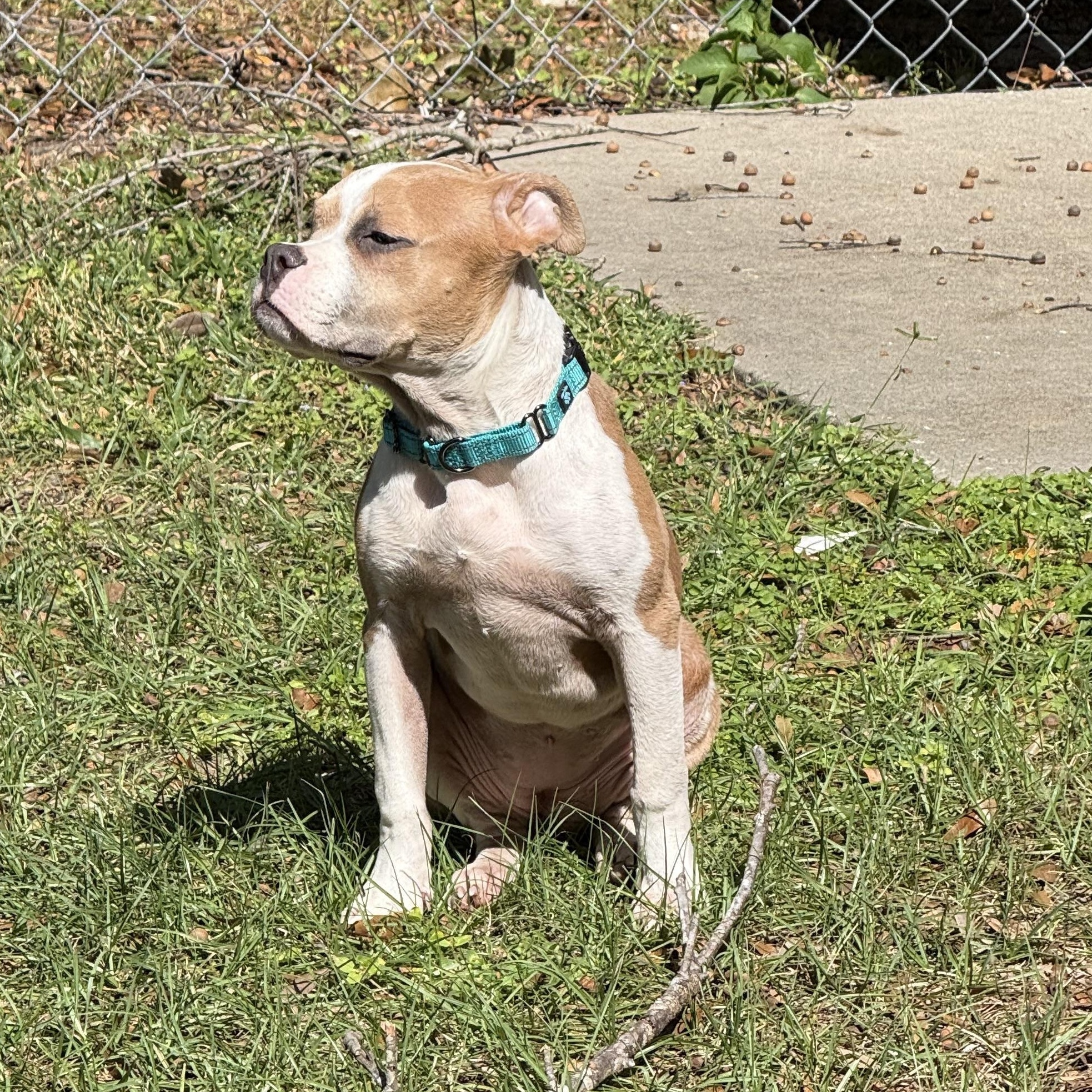 Enlarge Clementine , an adopted mixed breed in Wildwood, FL image 5/6
