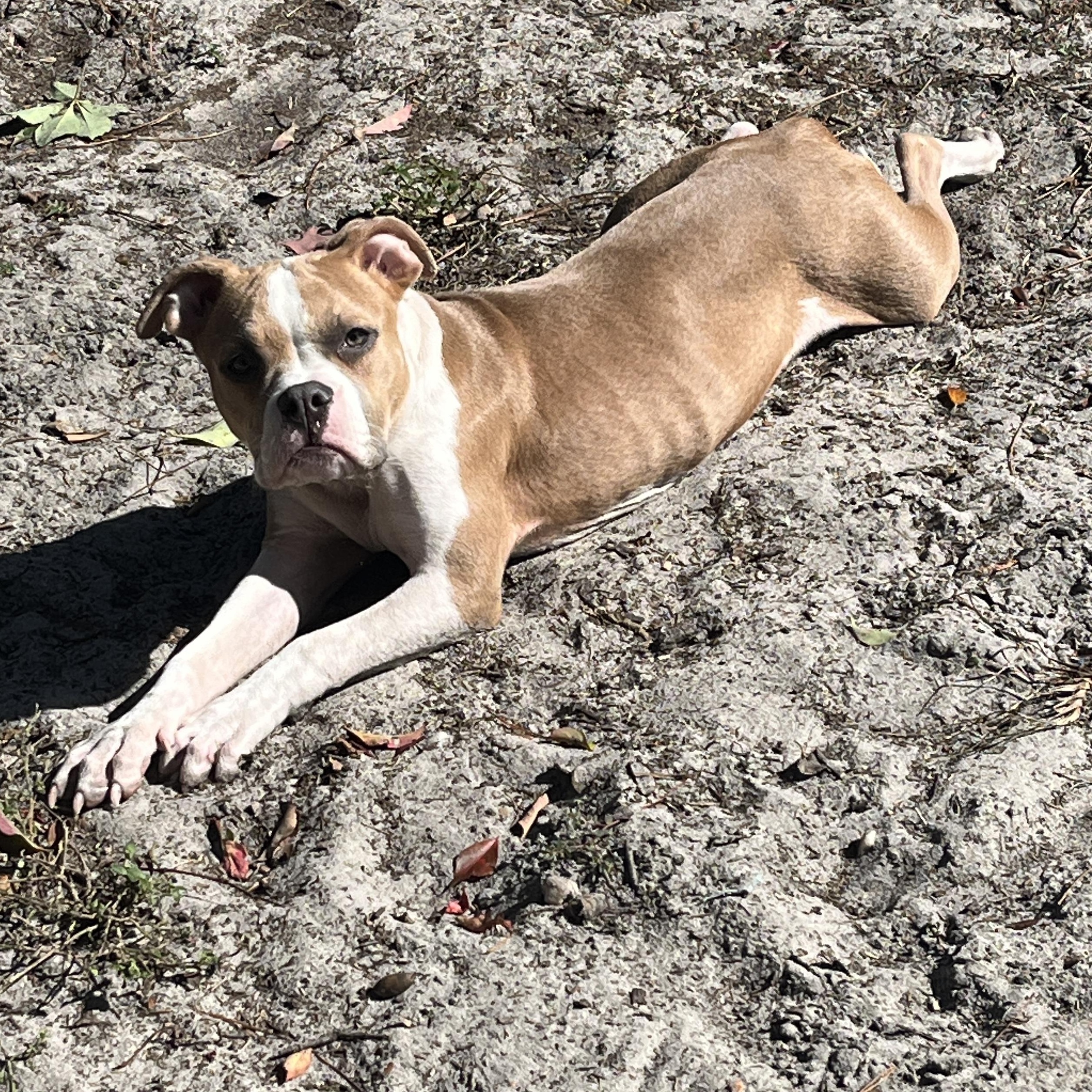 Enlarge Clementine , an adopted mixed breed in Wildwood, FL image 6/6