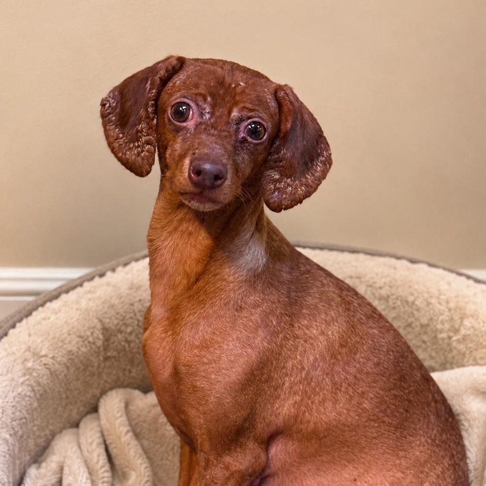 Star 7853, an adoptable mixed breed in Boca Raton, FL image 2/2