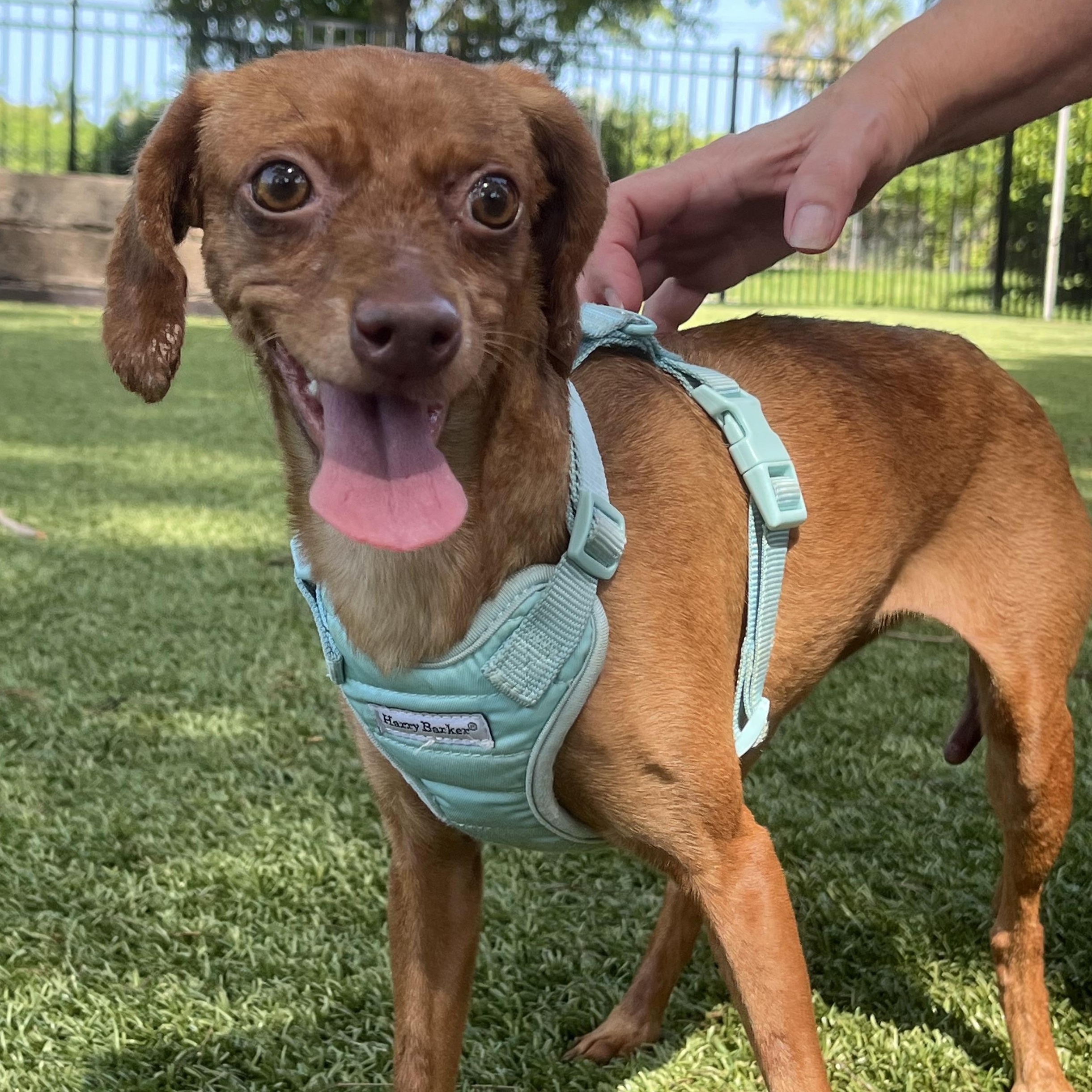 Star 7853, adoptable, Adult Female Dachshund.