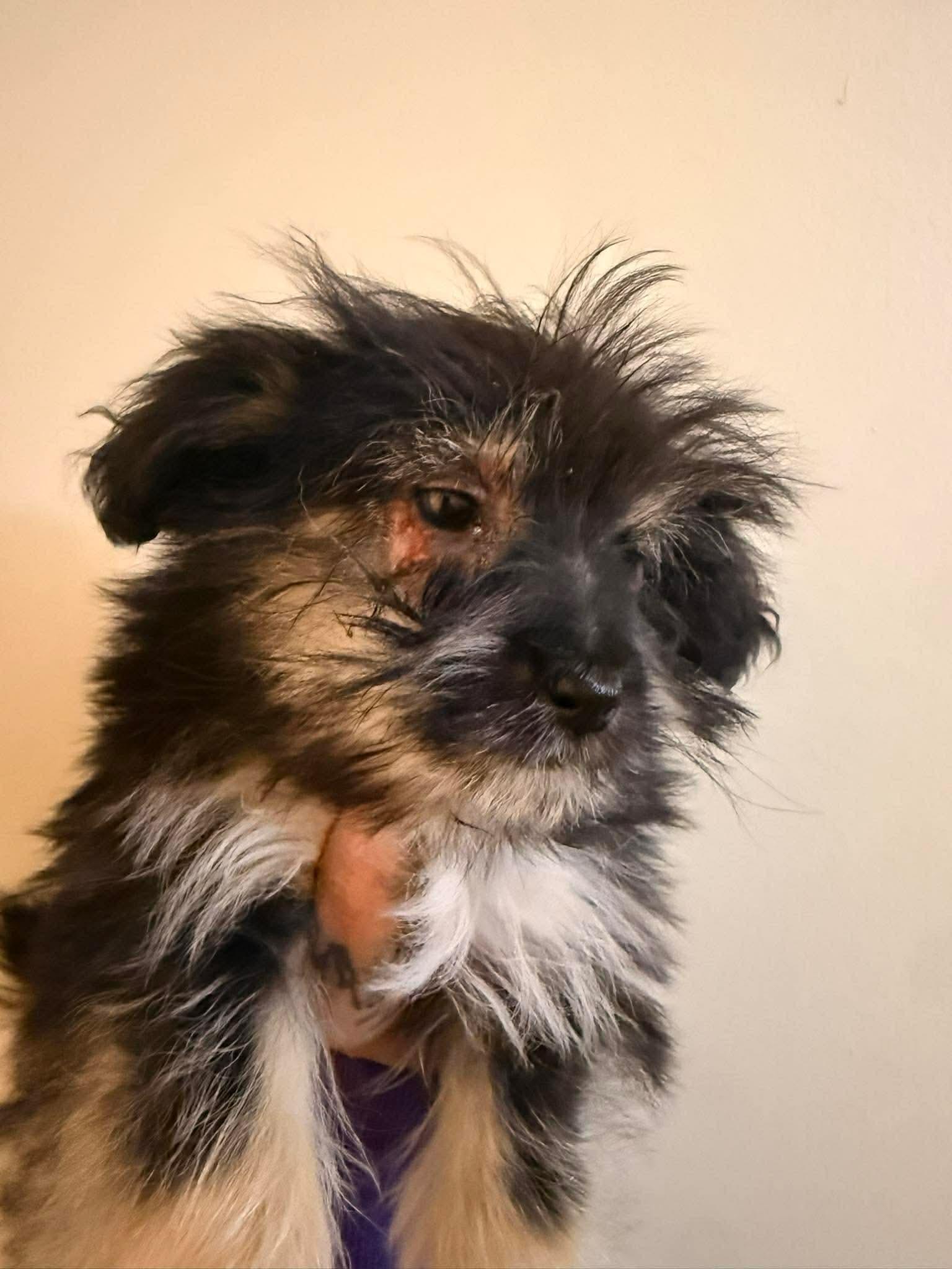 Enlarge Jellybean, a ADOPTABLE mixed breed in clayton , CA image 2/3