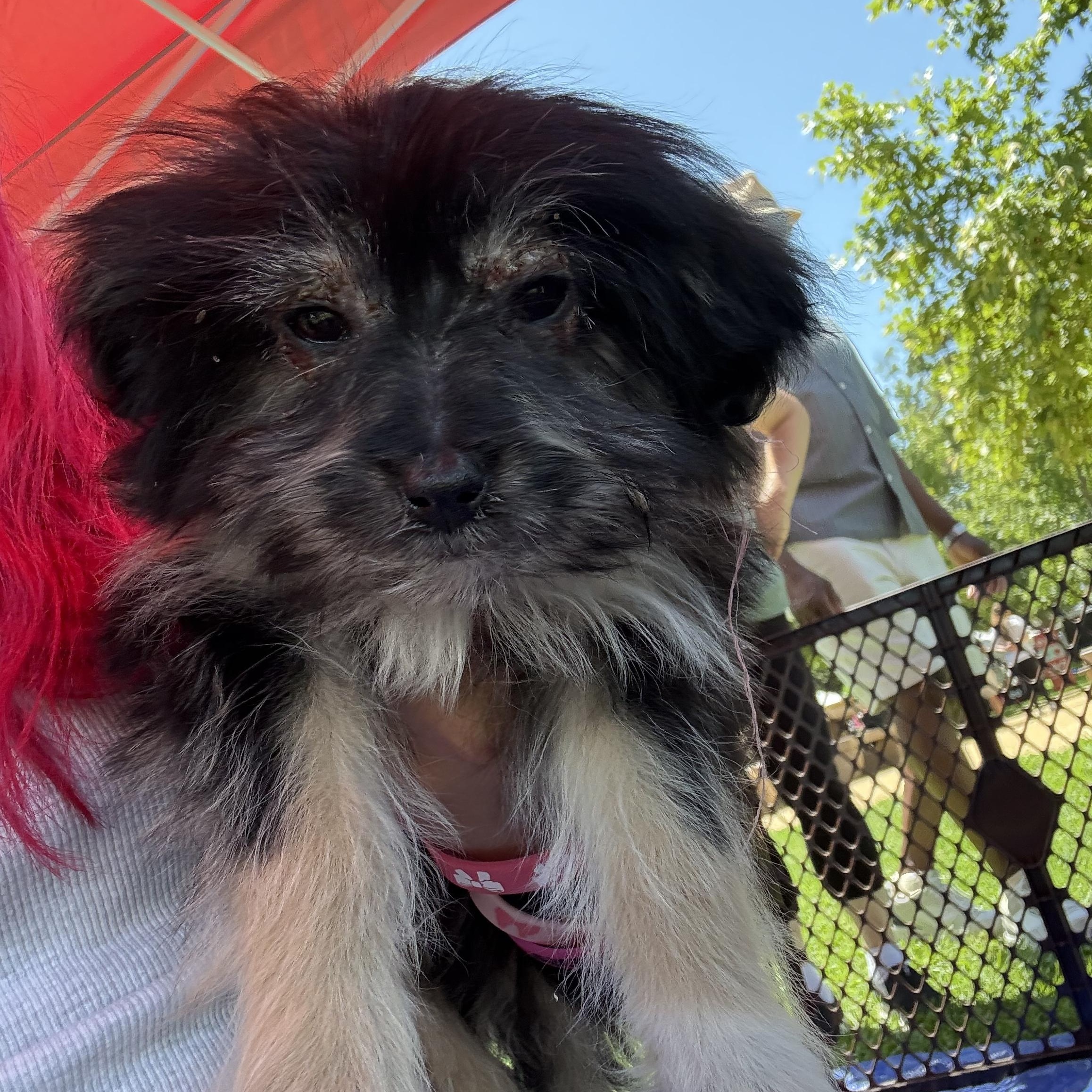 Jellybean, ADOPTABLE, Puppy Female Morkie.