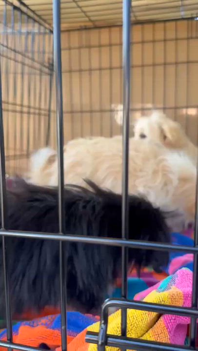 Enlarge Jellybean, a ADOPTABLE mixed breed in clayton , CA video 3/3