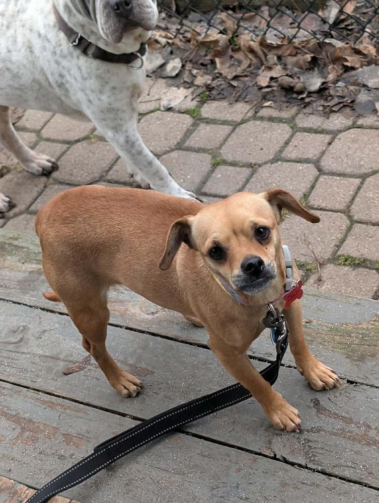 Enlarge Cher, a Adoptable mixed breed in Amherst, NY image 1/4