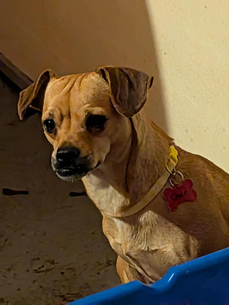 Enlarge Cher, a Adoptable mixed breed in Amherst, NY image 2/4