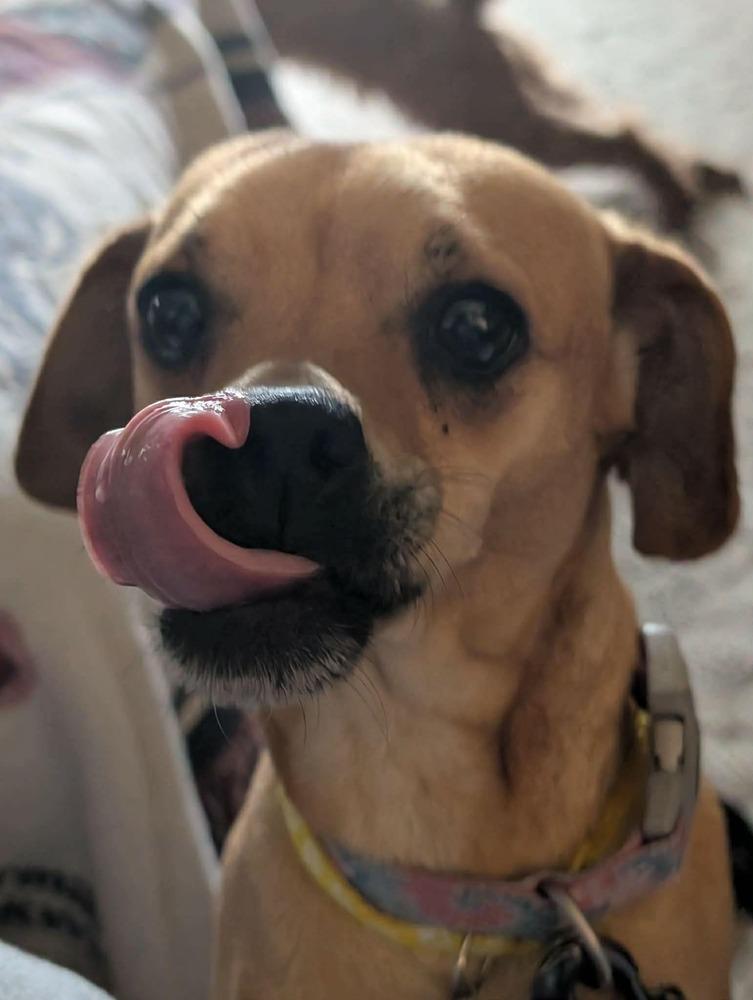 Enlarge Cher, a Adoptable mixed breed in Amherst, NY image 3/4