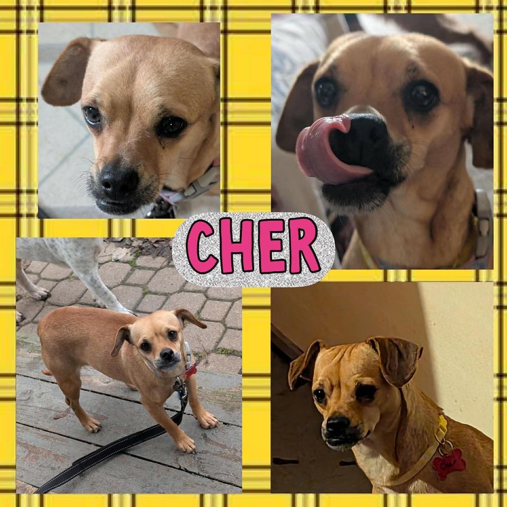 Enlarge Cher, a Adoptable mixed breed in Amherst, NY image 4/4