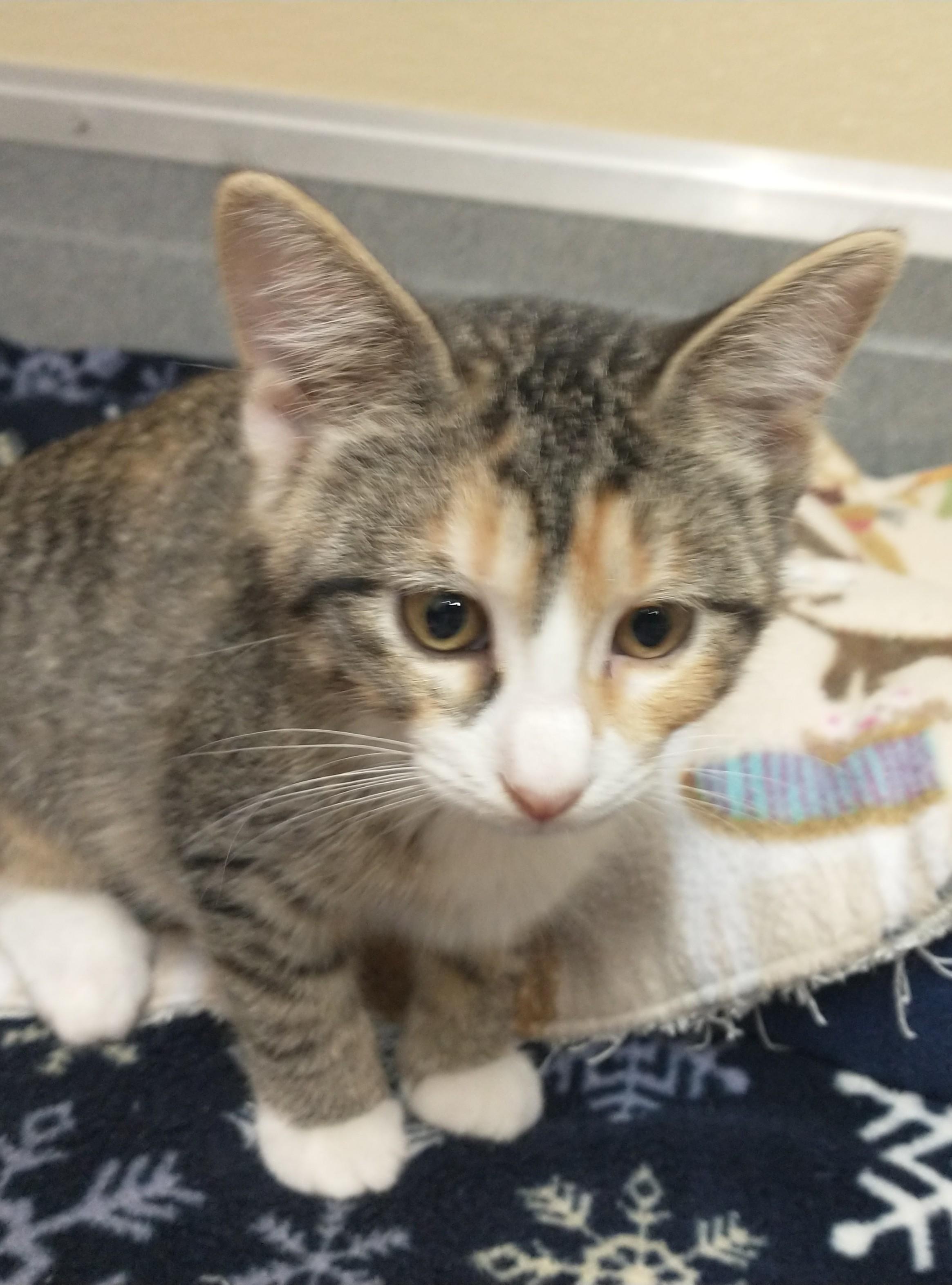 Jessie, Adopted, Kitten Female Domestic Short Hair.