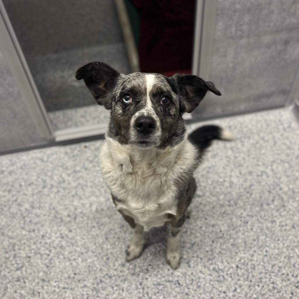 Kittle, Adoptable, Adult Male Australian Cattle Dog / Blue Heeler & Australian Shepherd.