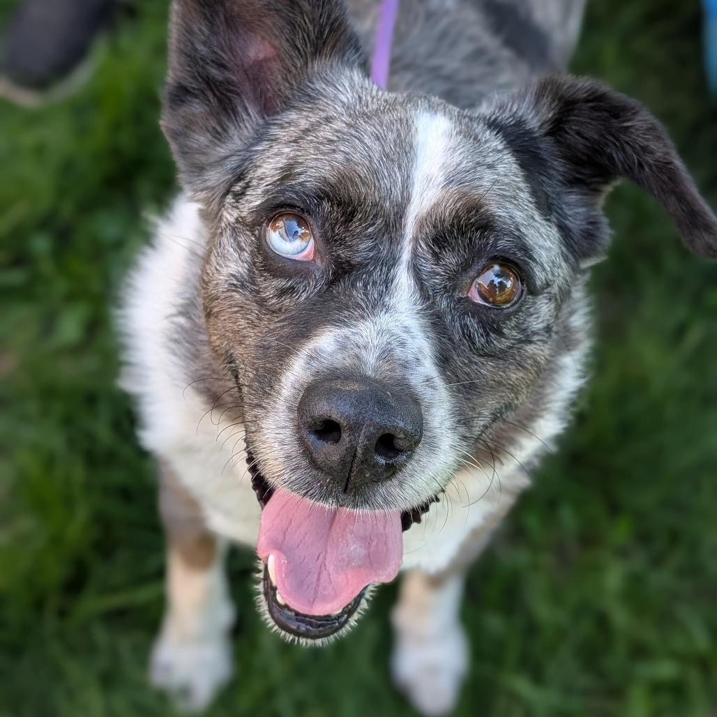 Kittle, a Adoptable mixed breed in Bellingham, WA image 2/6
