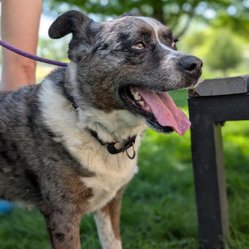 Kittle, a Adoptable mixed breed in Bellingham, WA image 4/6