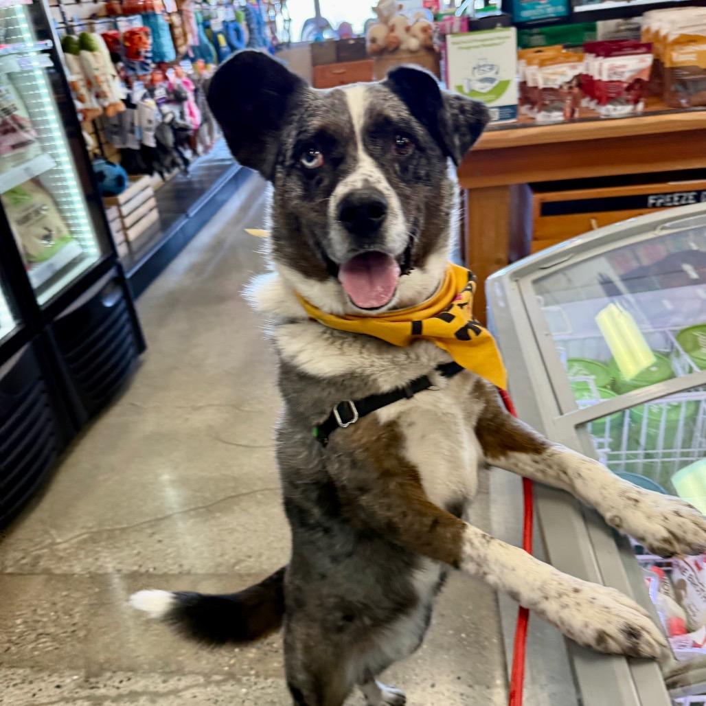 Kittle, a Adoptable mixed breed in Bellingham, WA image 6/6