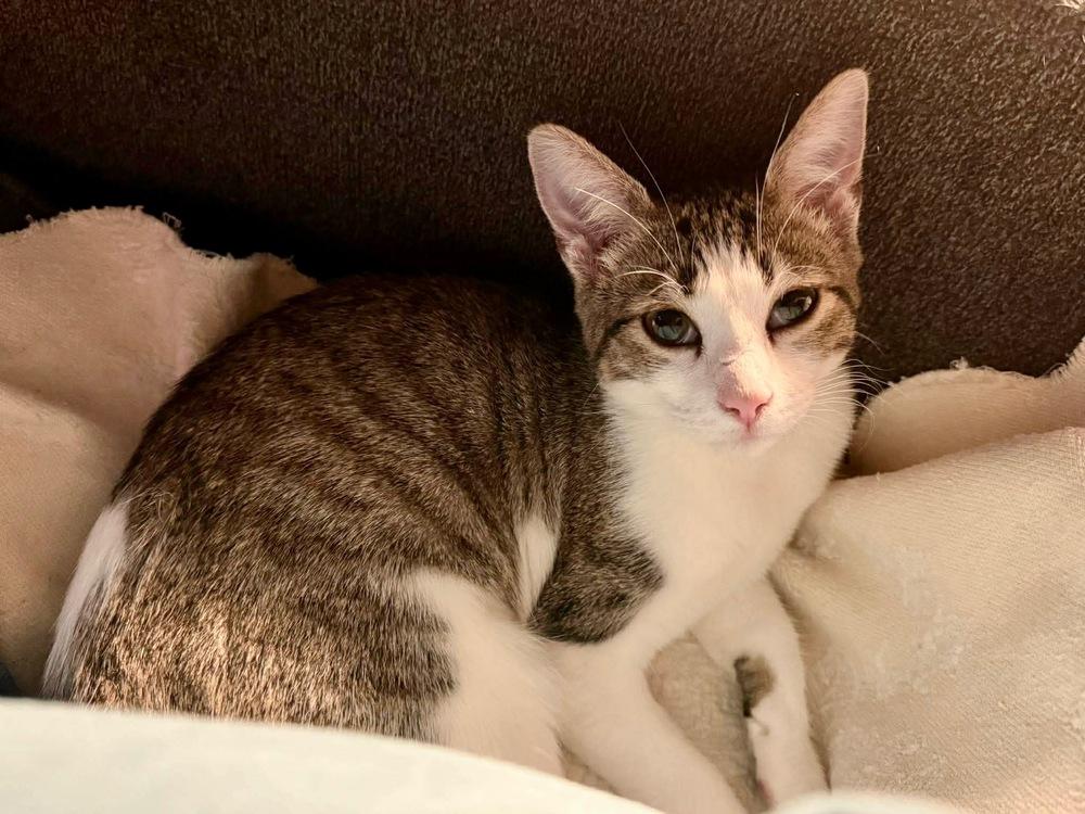 Oil, Adoptable, Kitten Female Domestic Short Hair.