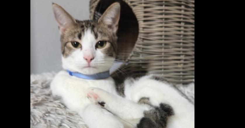 Enlarge Oil, a Adoptable Domestic Short Hair in Shawnee, OK image 2/5