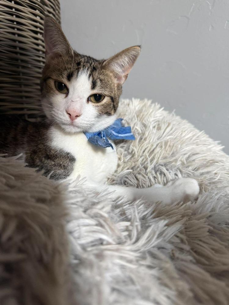 Enlarge Oil, a Adoptable Domestic Short Hair in Shawnee, OK image 3/5