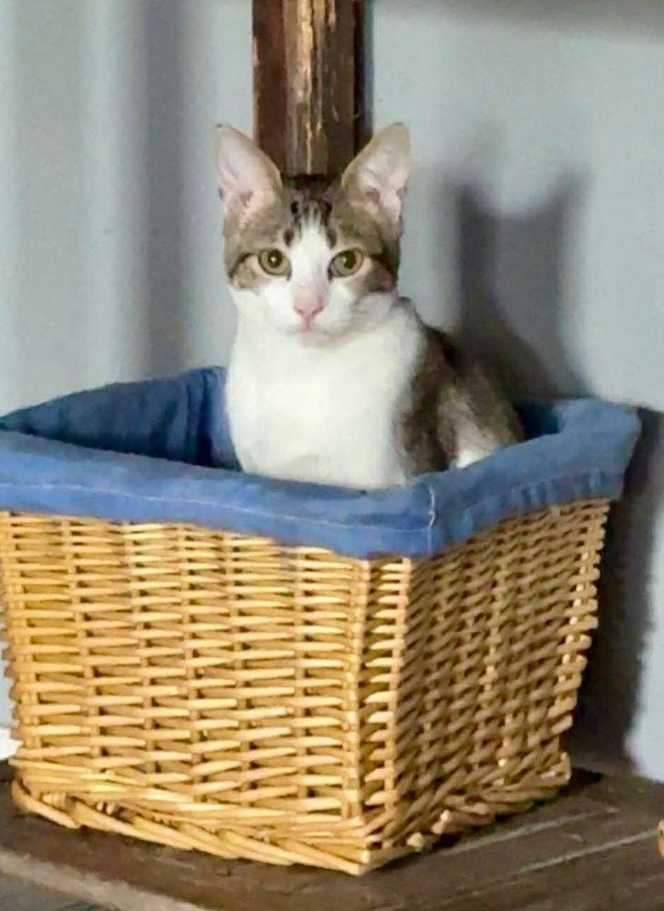 Enlarge Oil, a Adoptable Domestic Short Hair in Shawnee, OK image 5/5