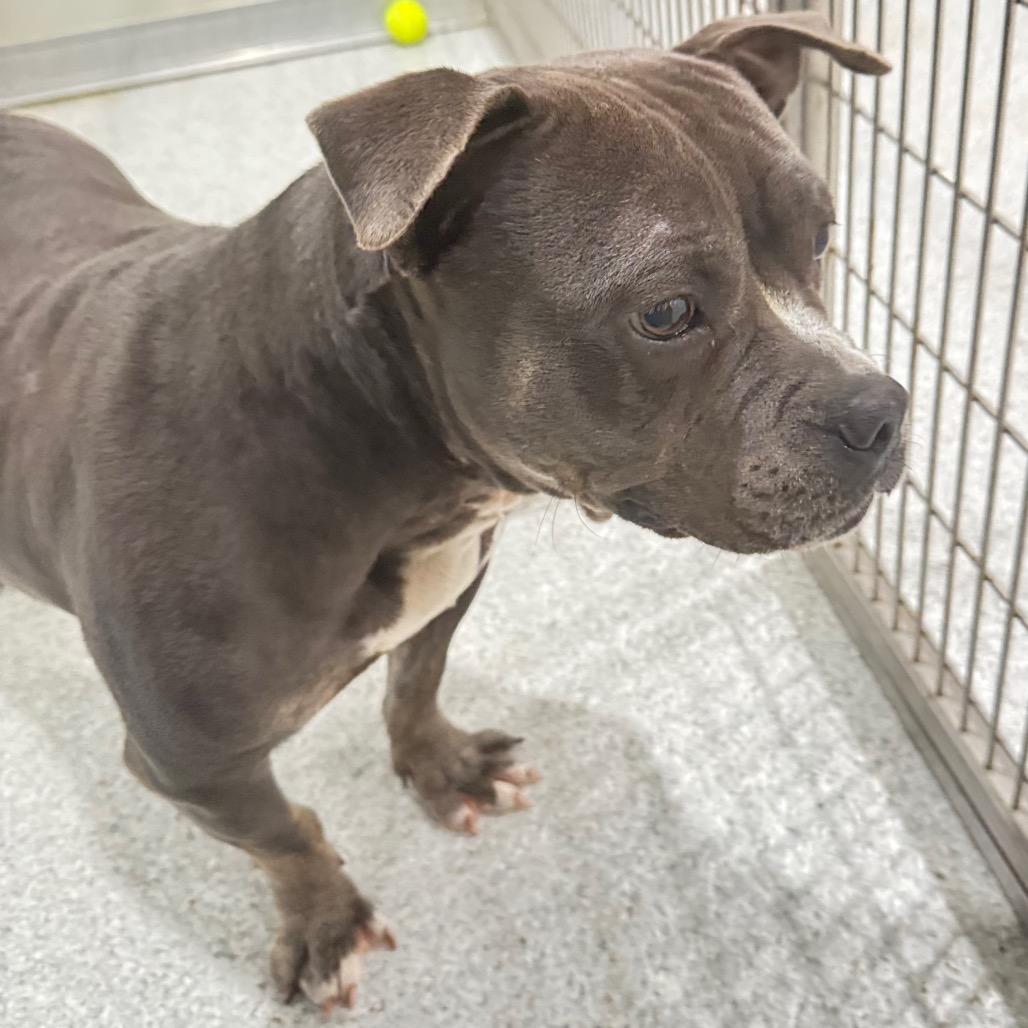 Stella, a Adoptable American Staffordshire Terrier in Pineville, MO image 2/6