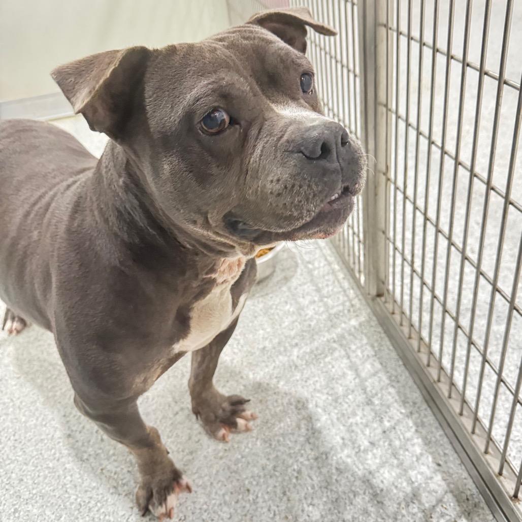 Stella, a Adoptable American Staffordshire Terrier in Pineville, MO image 4/6
