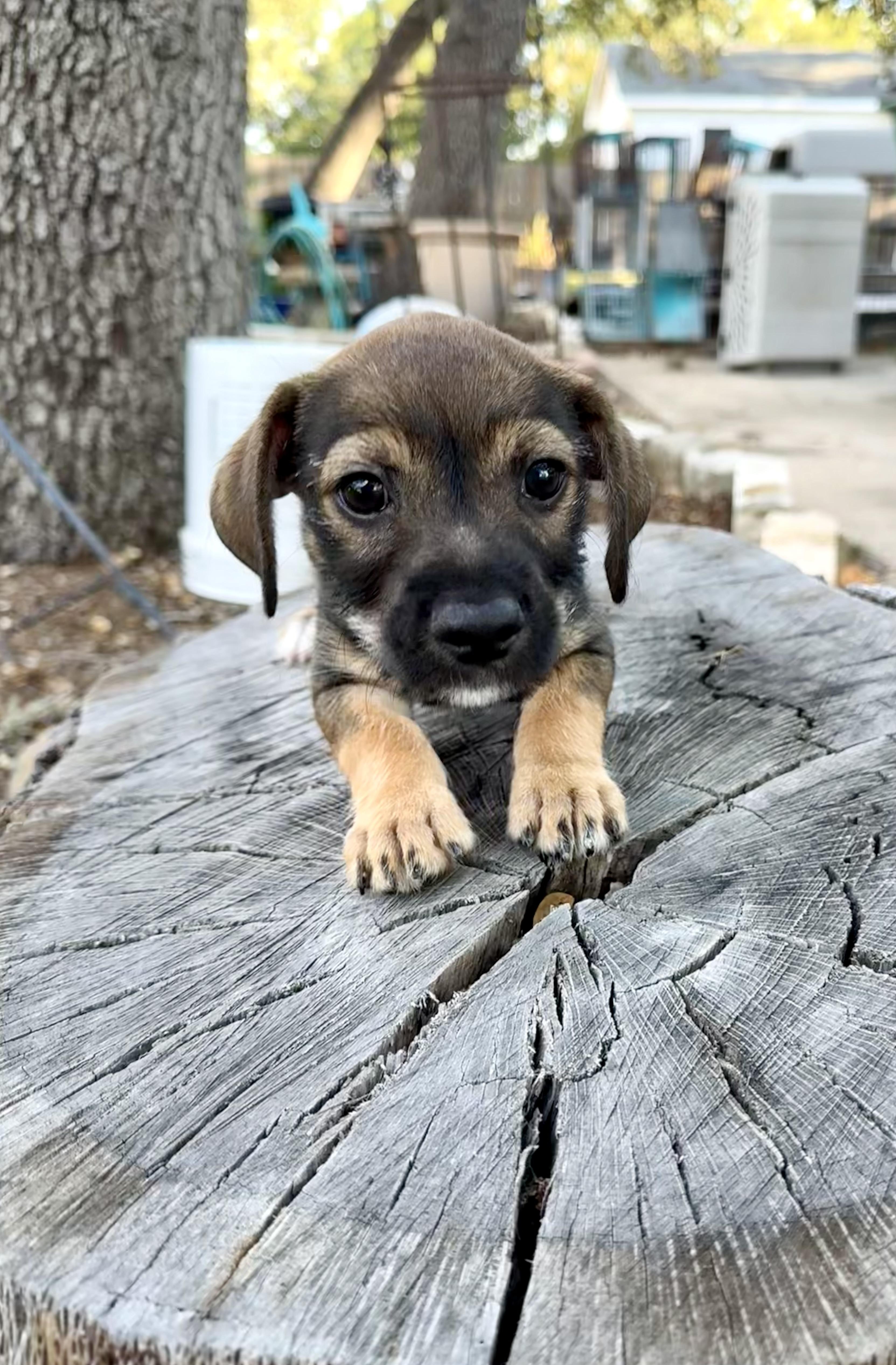 Enlarge Tater the adorable little guy, a Adoptable mixed breed in Lockhart, TX image 3/6