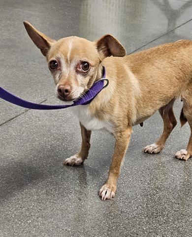 Enlarge CHERRY, a Adoptable Chihuahua in San Martin, CA image 1/1