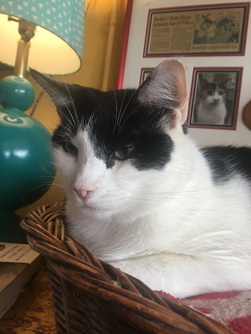 Fritz, Adoptable, Young Male Domestic Short Hair.