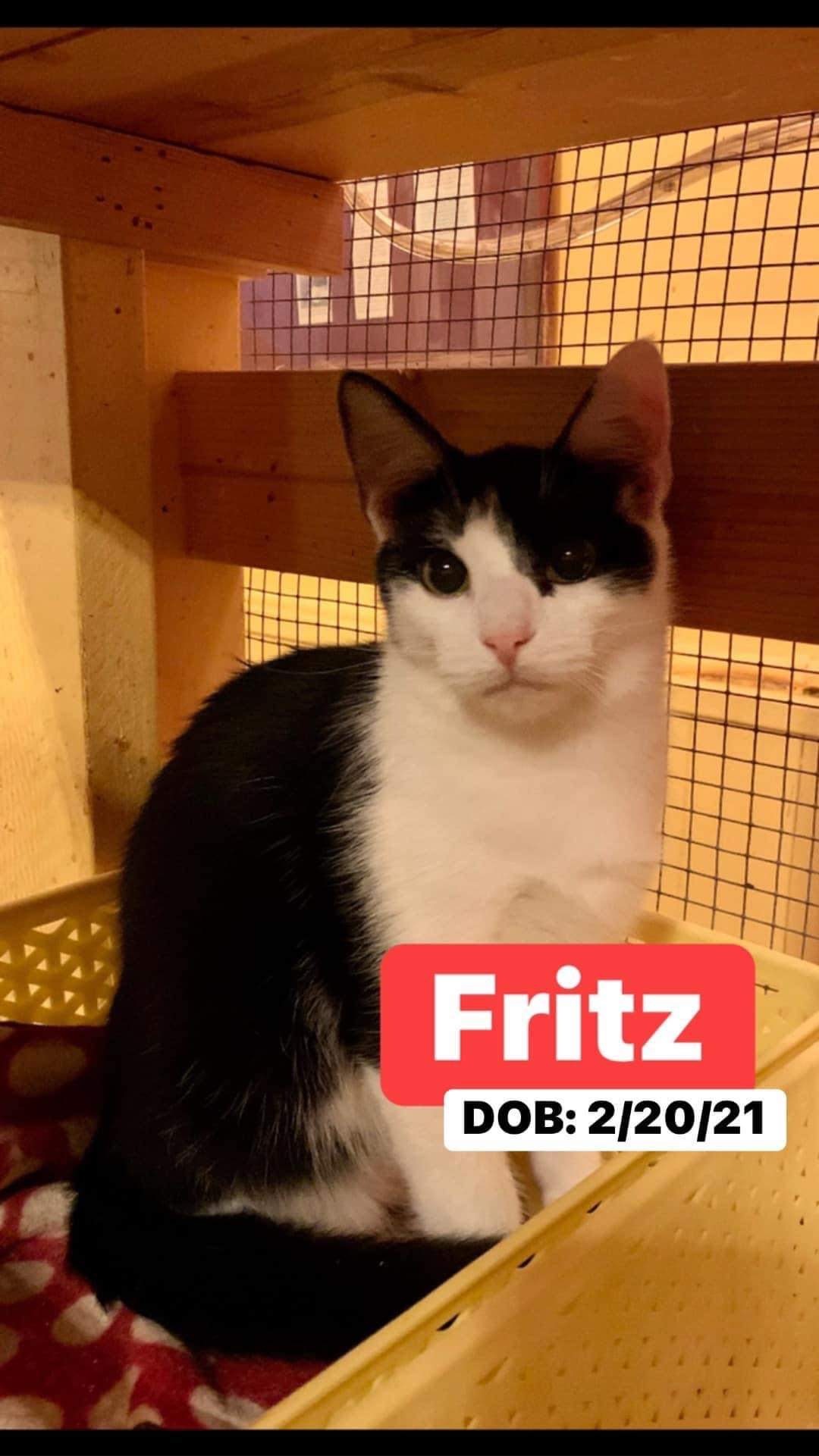 Fritz, a Adoptable Domestic Short Hair in Memphis, TN image 2/6