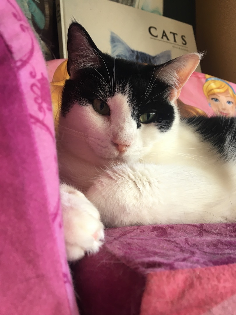 Fritz, a Adoptable Domestic Short Hair in Memphis, TN image 3/6